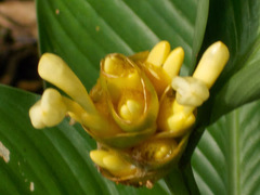 Goeppertia marantifolia