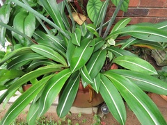Hippeastrum reticulatum striatifolium