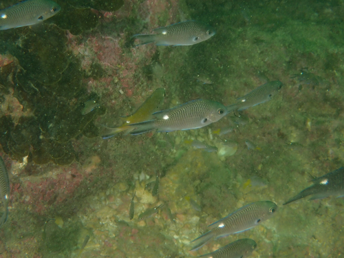 Chromis fumea observed 2026-07-11