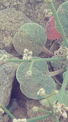 Eriogonum rotundifolium