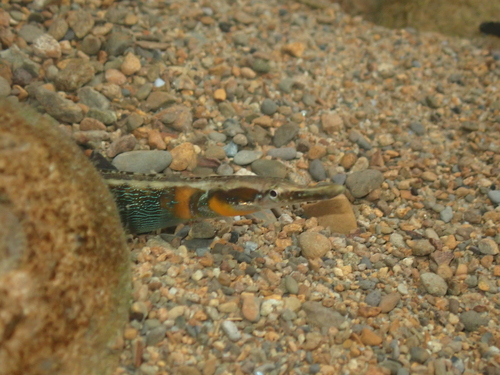 Barhead pipefish (Microphis leiaspis) — Syngnathidae — 5