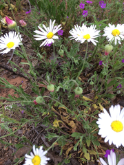 Aphanostephus skirrhobasis