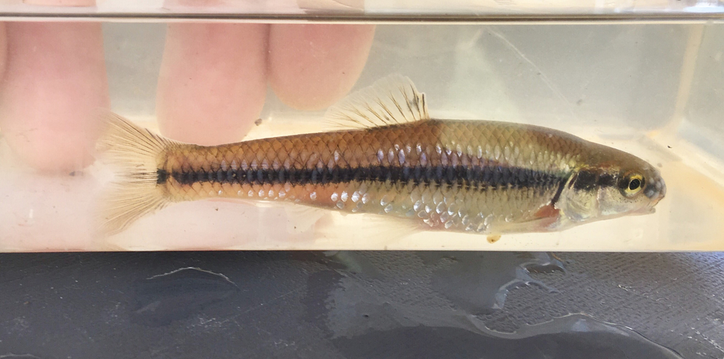 Bluntnose Minnow (Fishes of the Buffalo River, Minnesota) · iNaturalist