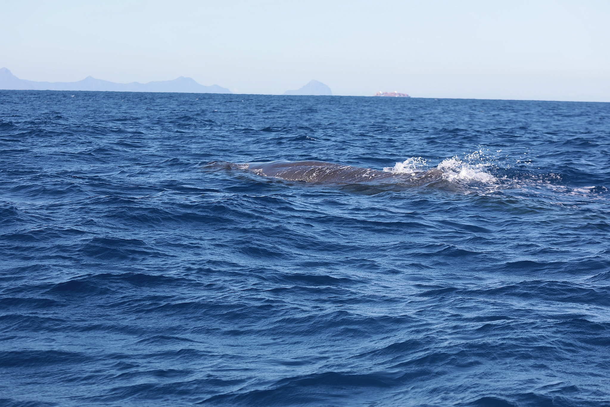Physeter macrocephalus
