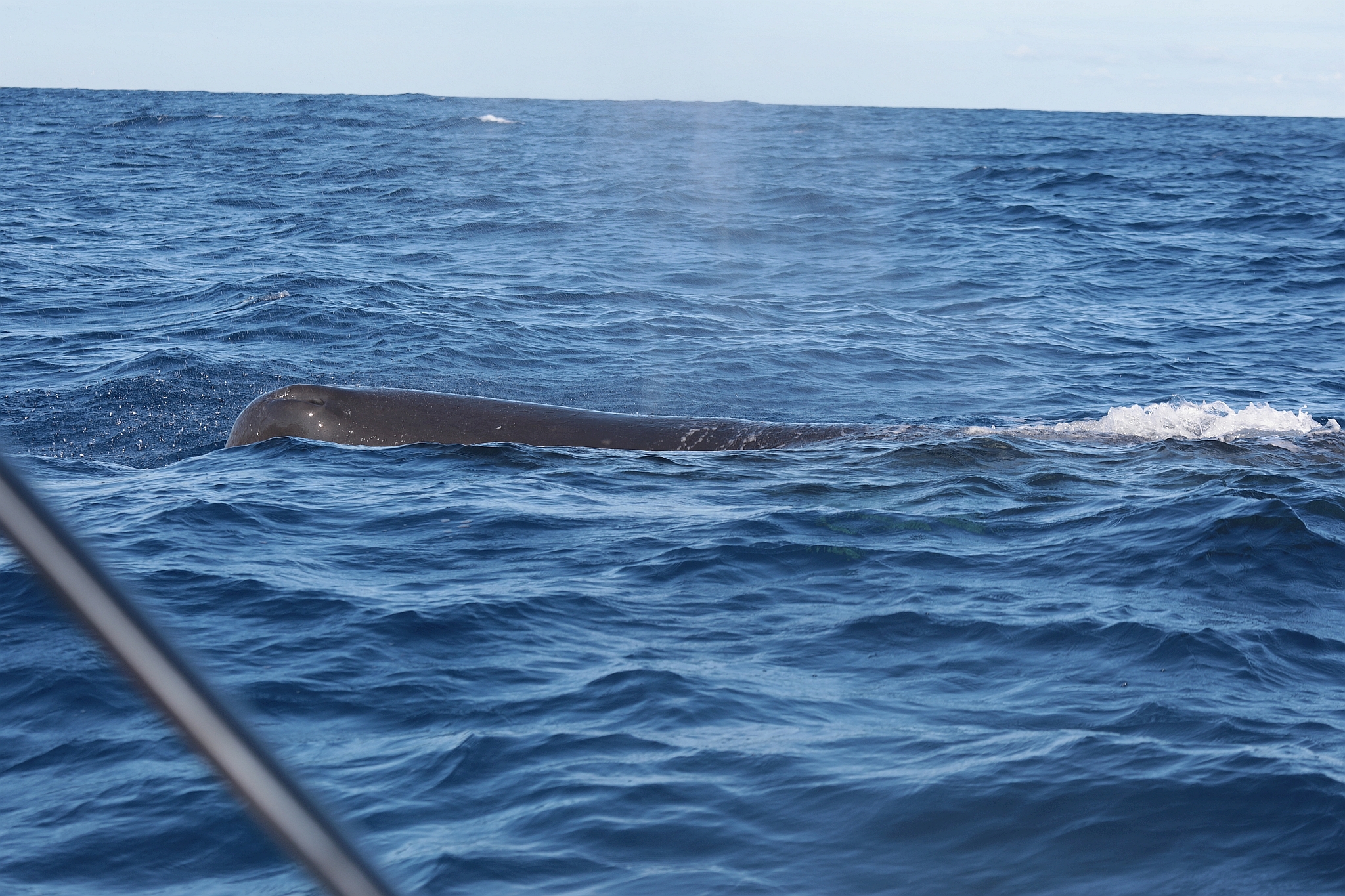 Physeter macrocephalus