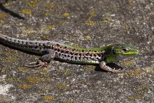 Balkan Wall Lizard