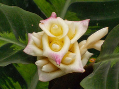 Goeppertia warszewiczii