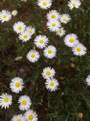 Aphanostephus skirrhobasis