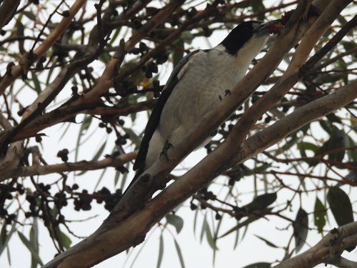 Grey Butcherbird
