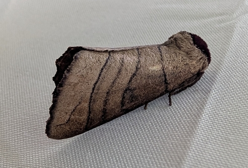Angus' Datana Moth (Datana angusii)