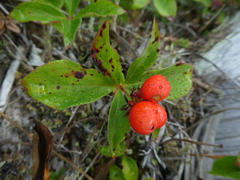 Cornus unalaschkensis
