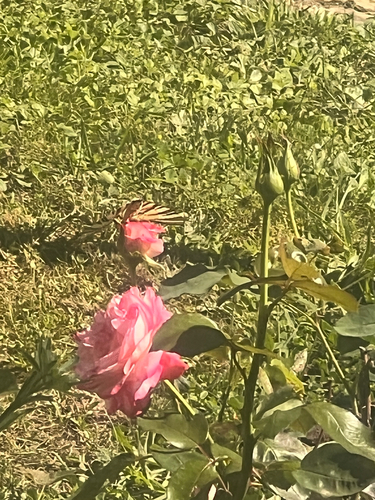 Scarce Swallowtail