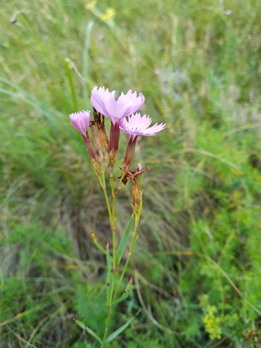 Dianthus membranaceus, 2026-07-21