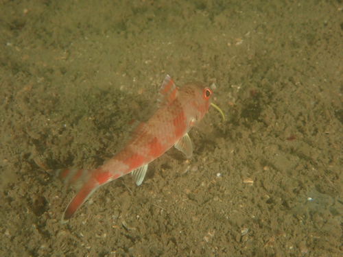 Upeneus japonicus observed 2026-07-08