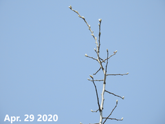 Populus tomentiglandulosa