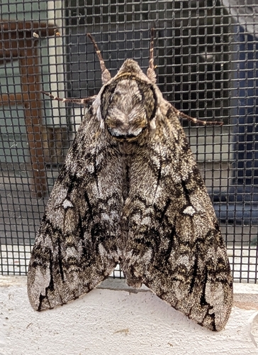 Waved Sphinx (Ceratomia undulosa)