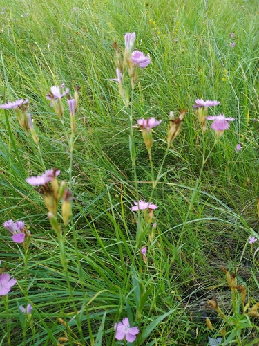 Dianthus membranaceus, 2026-07-21