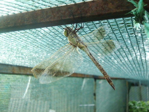 Lesser Emperor