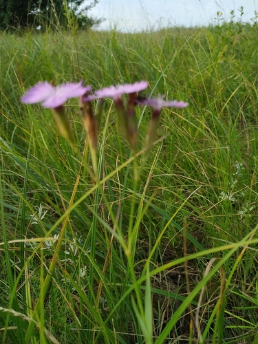 Dianthus membranaceus, 2026-07-21