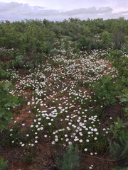 Aphanostephus skirrhobasis