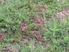 Astragalus monspessulanus monspessulanus