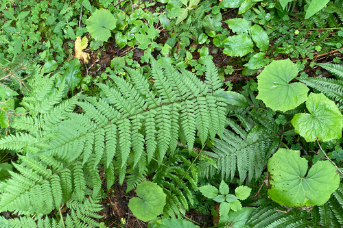 Dryopteris remota observed 2026-07-21