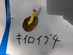 キイロイグチ