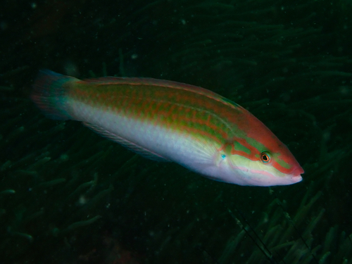 Chinese wrasse (Halichoeres tenuispinis) — Labridae — 3