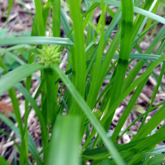 Carex grayi