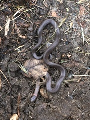 Diadophis punctatus modestus