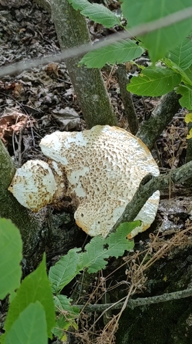Dryad's Saddle