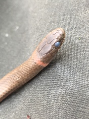 Diadophis punctatus modestus