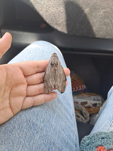 Convolvulus Hawkmoth