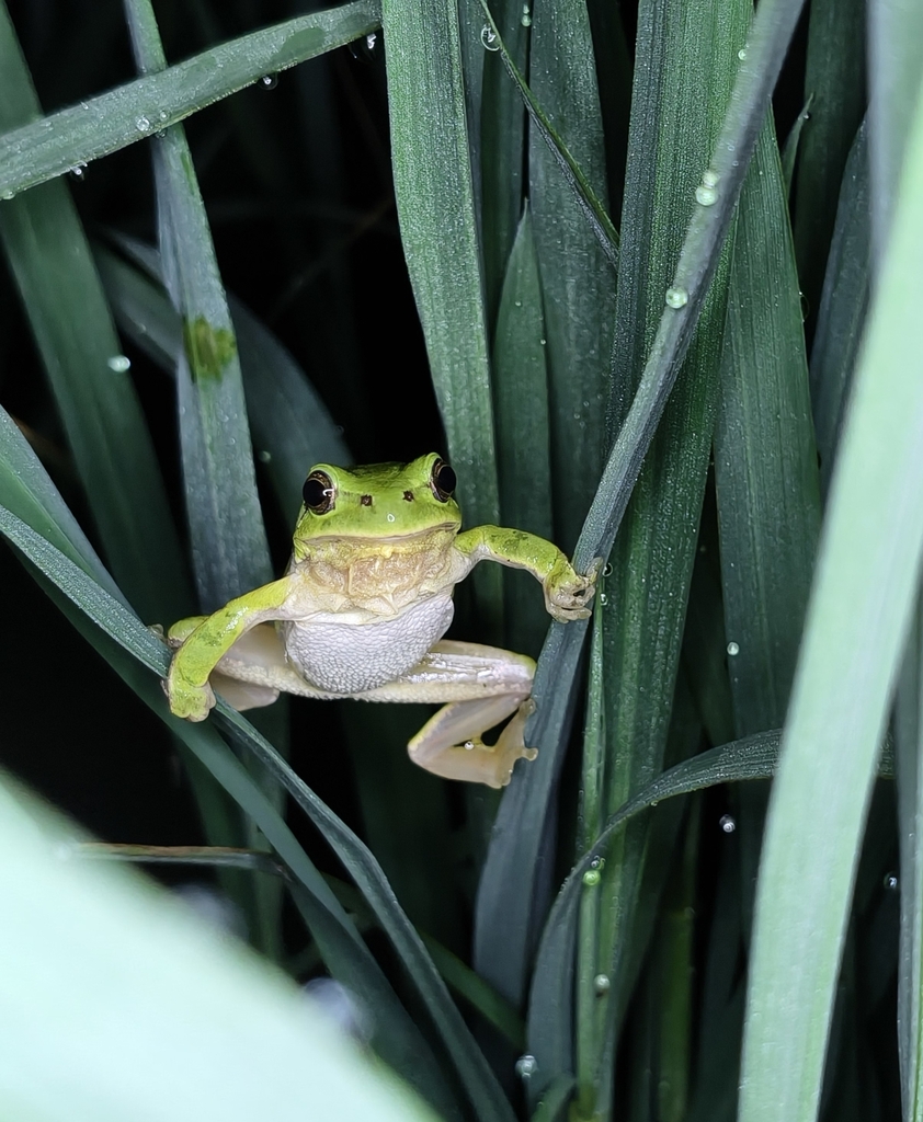 Chinese Immaculate Treefrog