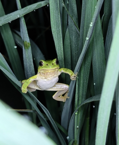 Spotless Tree Toad