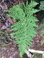 Myriopteris clevelandii