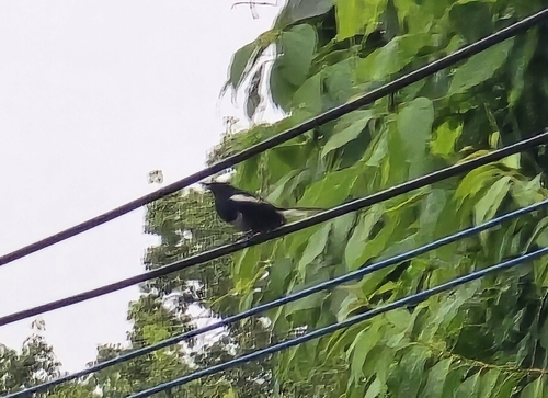 Oriental Magpie-Robin