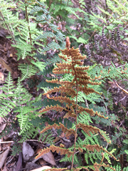 Myriopteris clevelandii