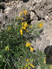 Tecoma stans angustata