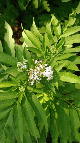 Dwarf Elder