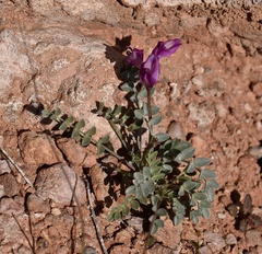 Astragalus amphioxys