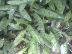 Stachyphrynium repens