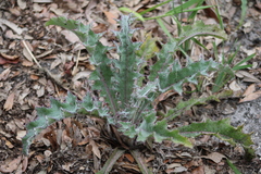 author not stated, no rights reserved Cirsium horridulum, photograph author not stated, no rights reserved