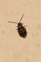 Monolepta scripta