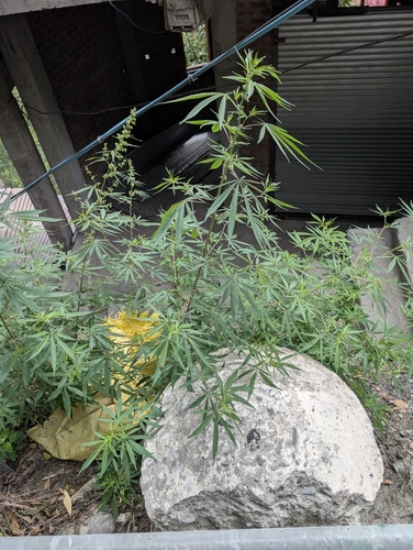 Cannabis