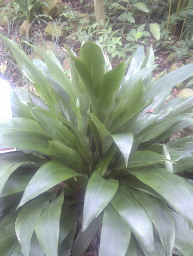 Orchidantha fimbriata