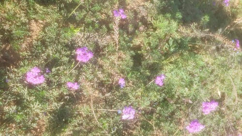 South American mock vervain