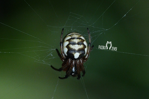 Songaraneus ejusmodi