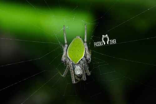 Neoscona mellotteei