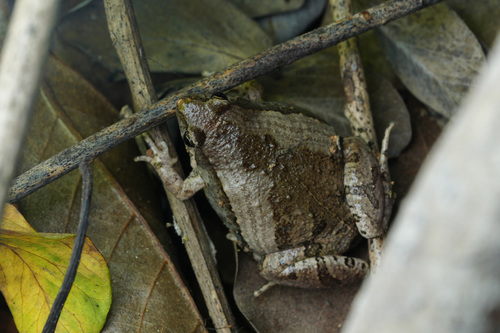 East Asian Ornate Chorus Frog